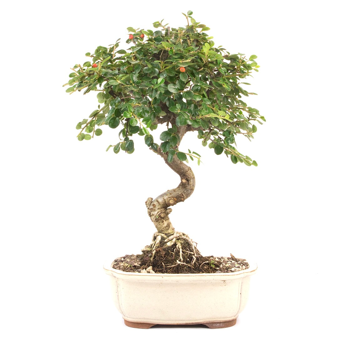 Fächer- Zwergmispel 'Cotoneaster horizontalis'
